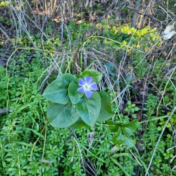 Vinca major Bloem