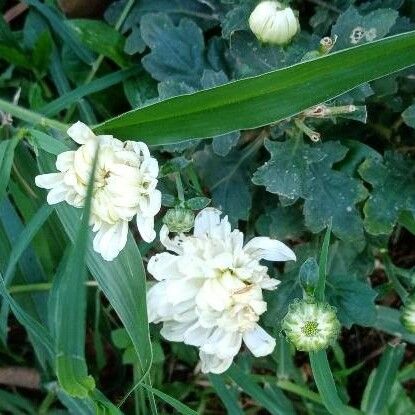 Bellis perennis Flower