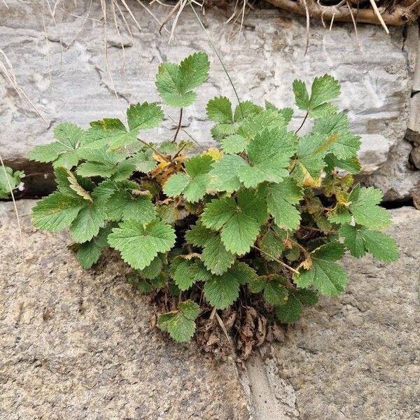 Potentilla micrantha 整株植物