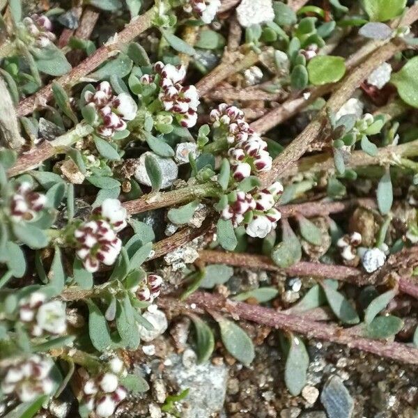 Corrigiola litoralis Flor