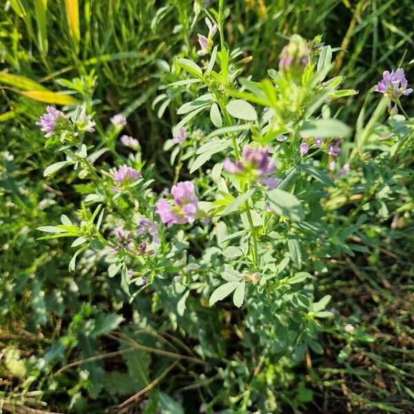 Medicago × varia Elinympäristö