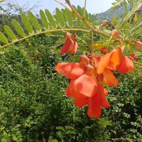 Sesbania punicea Blüte