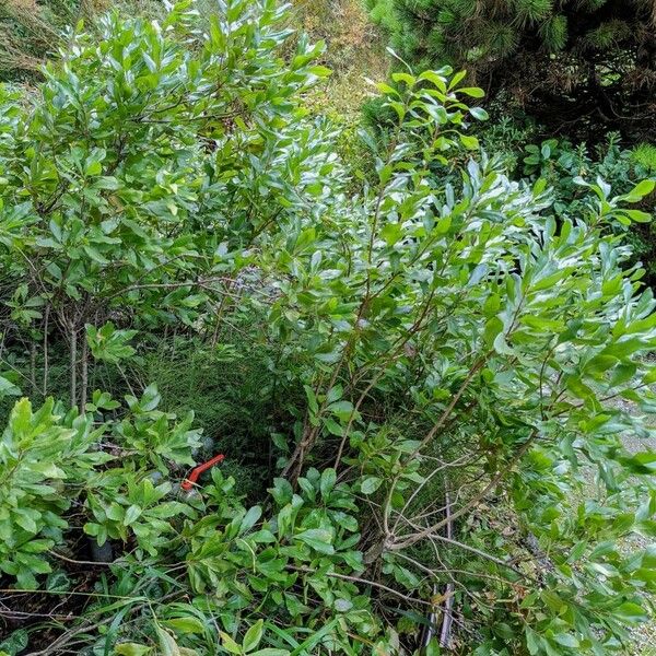 Myrica caroliniensis Tervik taim