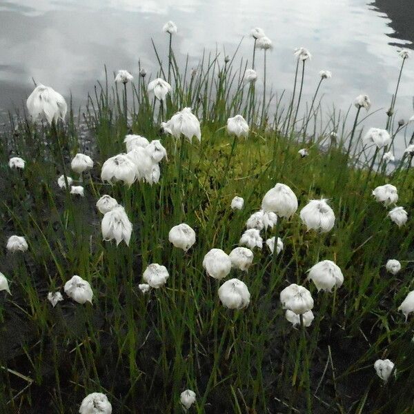 Eriophorum vaginatum आदत