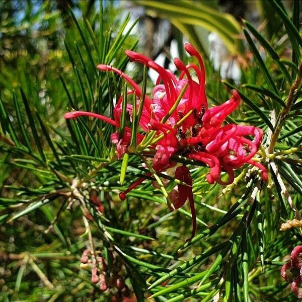 Grevillea rosmarinifolia Цветок