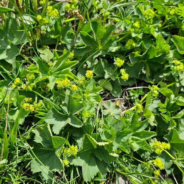 Alchemilla monticola عادت