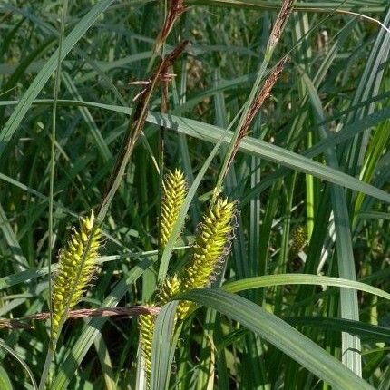 Carex lacustris Blodyn