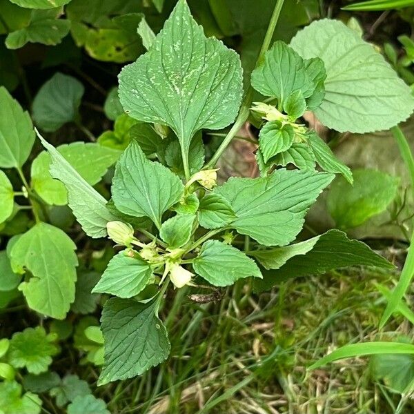 Viola striata Flor