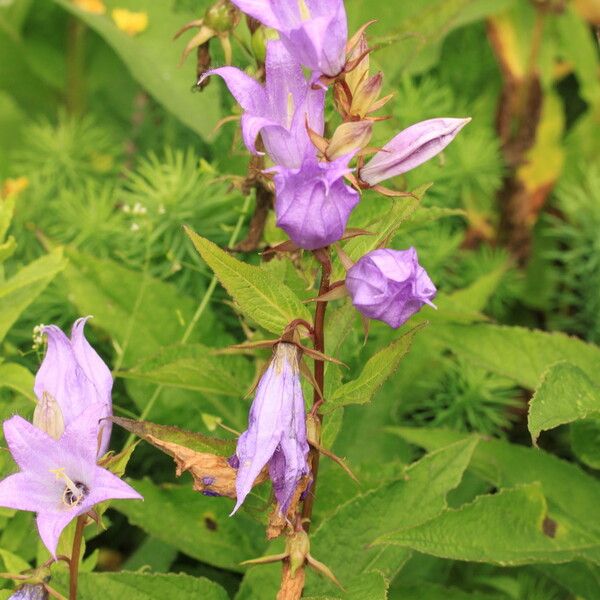 Campanula latifolia Лист