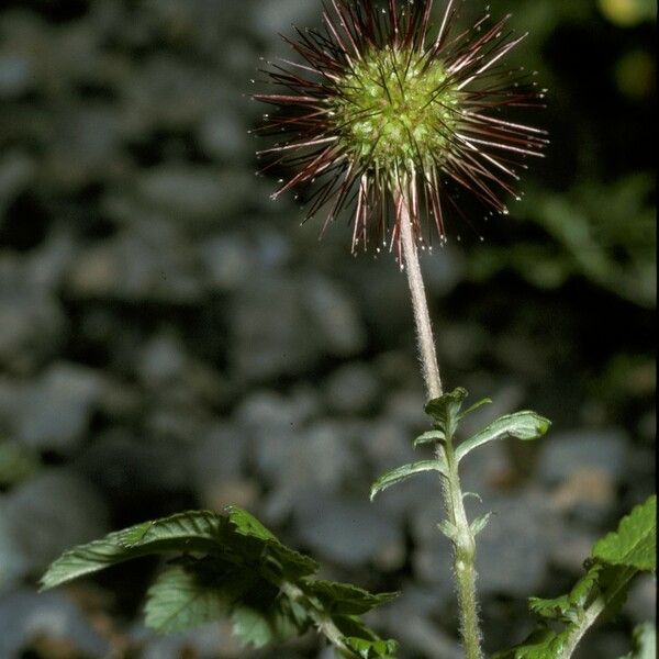 Acaena ovalifolia Gyümölcs