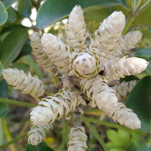 Schefflera arboricola Flower