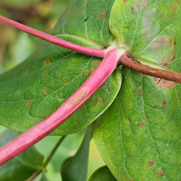 Hypericum androsaemum Kora