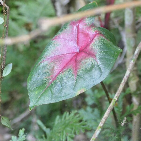 Caladium bicolor Deilen