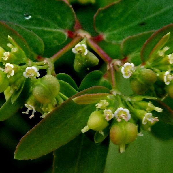 Euphorbia hyssopifolia Цветок