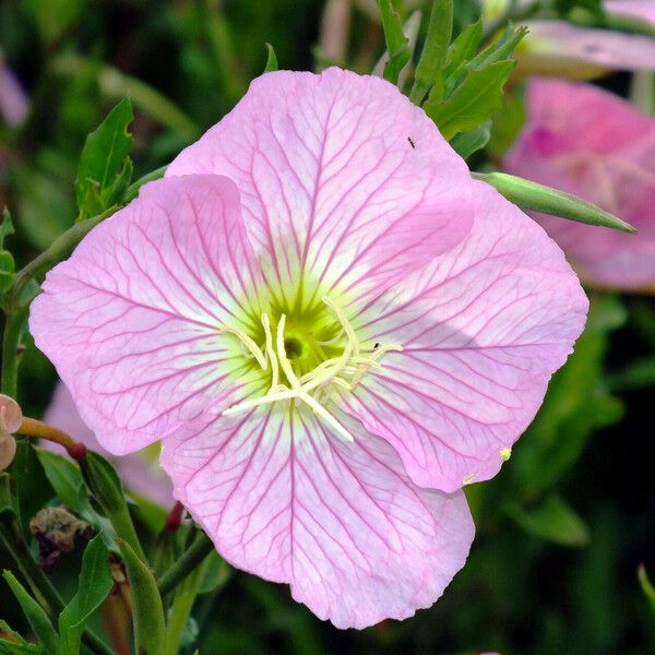 Oenothera speciosa फूल