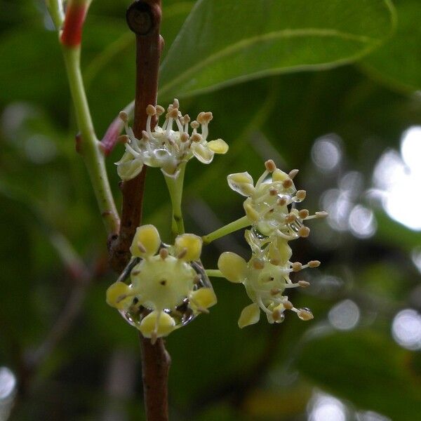 Psiloxylon mauritianum Flower