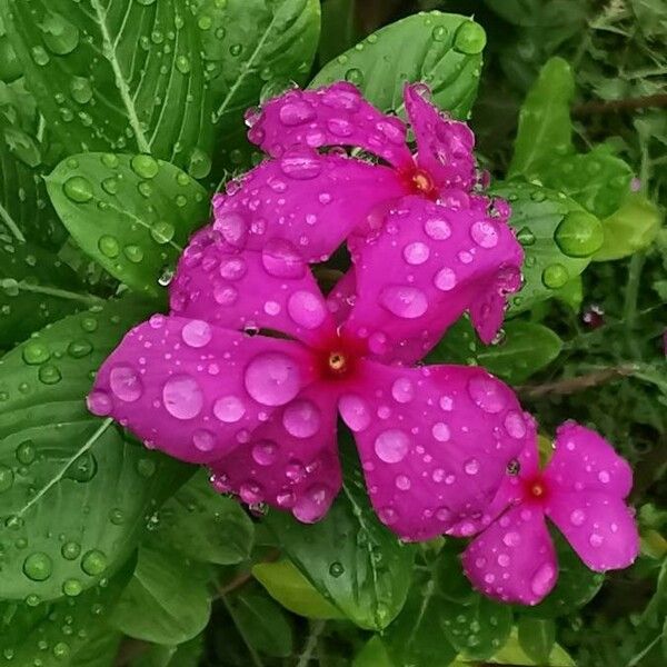 Catharanthus roseus Flor