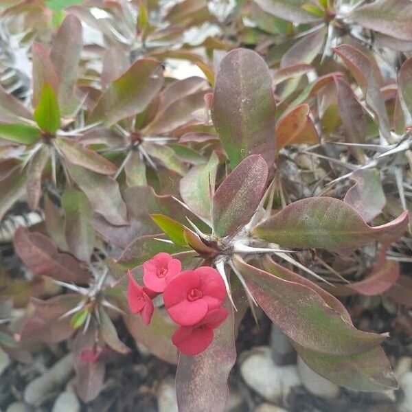 Euphorbia milii Цвят