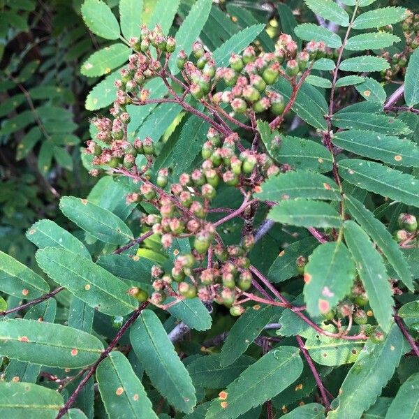 Sorbus aucuparia Fruit