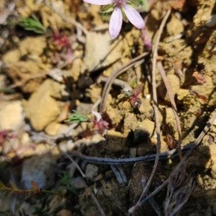 Erodium botrys Blüte