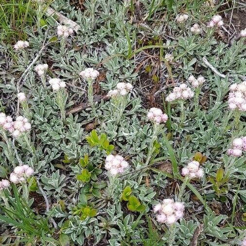 Antennaria parvifolia Kwiat