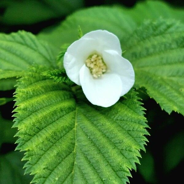 Rhodotypos scandens Flower