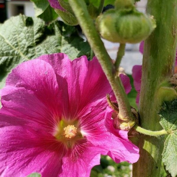 Alcea rosea Fiore