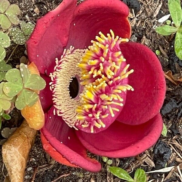Couroupita guianensis 花