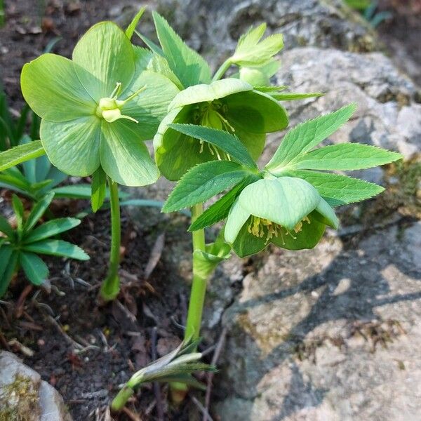 Helleborus viridis Flor