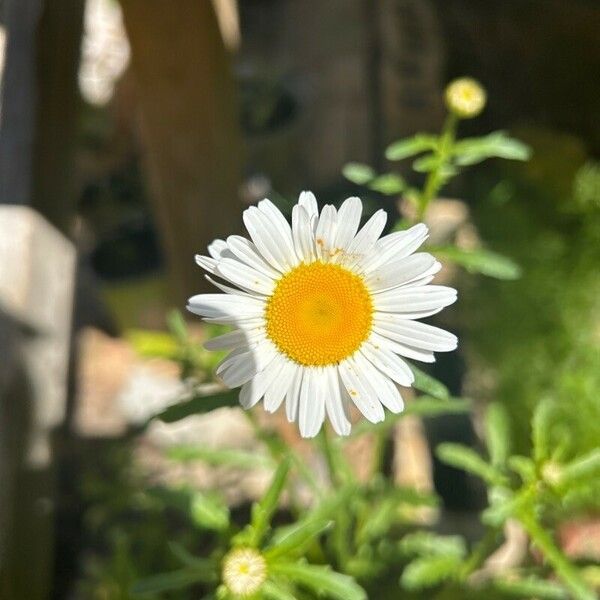 Leucanthemum maximum Květ