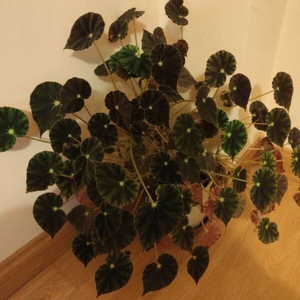 Begonia rex Leaf