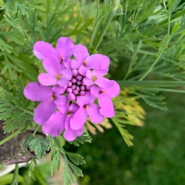 Iberis umbellata Kukka