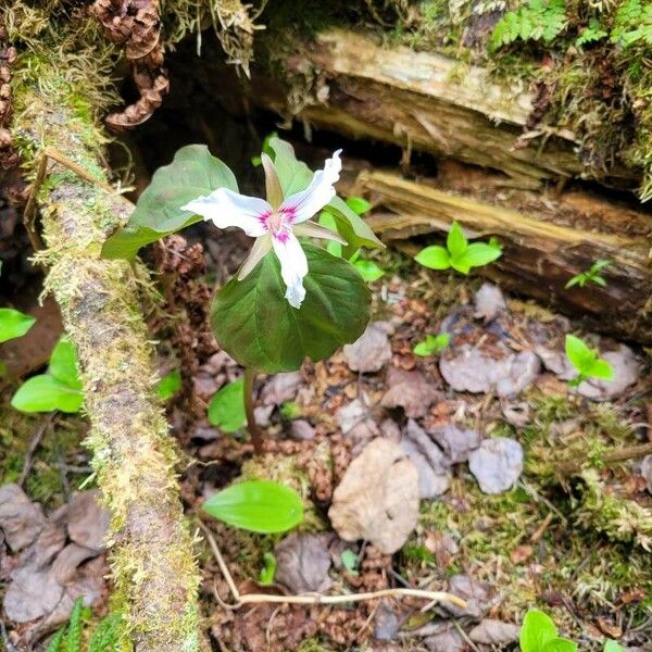 Trillium undulatum Kwiat