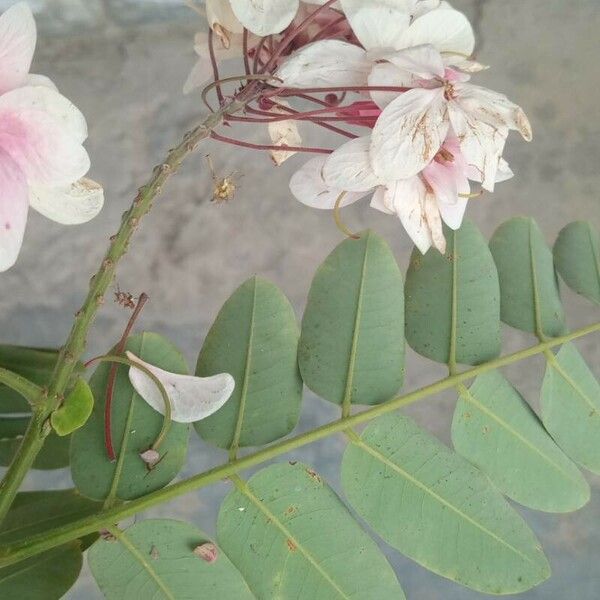 Cassia javanica Leaf