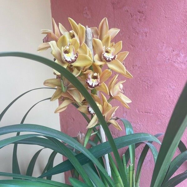 Cymbidium devonianum Flower