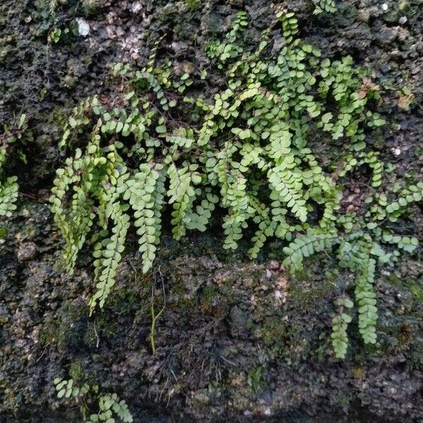 Asplenium trichomanes Habitus