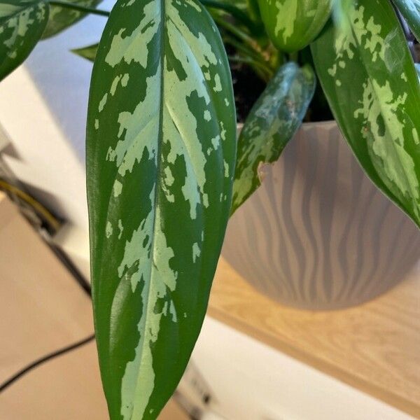 Aglaonema nitidum Leaf