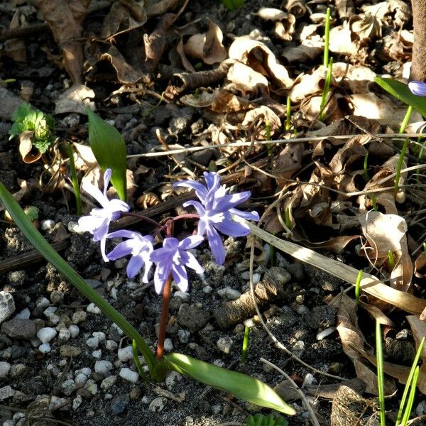 Scilla forbesii Blüte