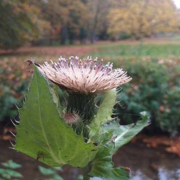 Cirsium oleraceum ফুল