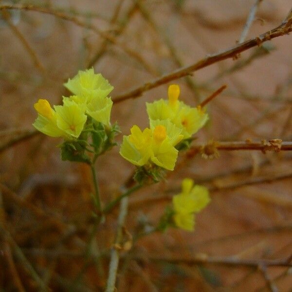 Limonium bonduellei Flower