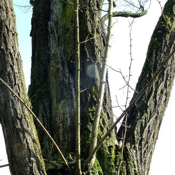 Robinia pseudoacacia Kora