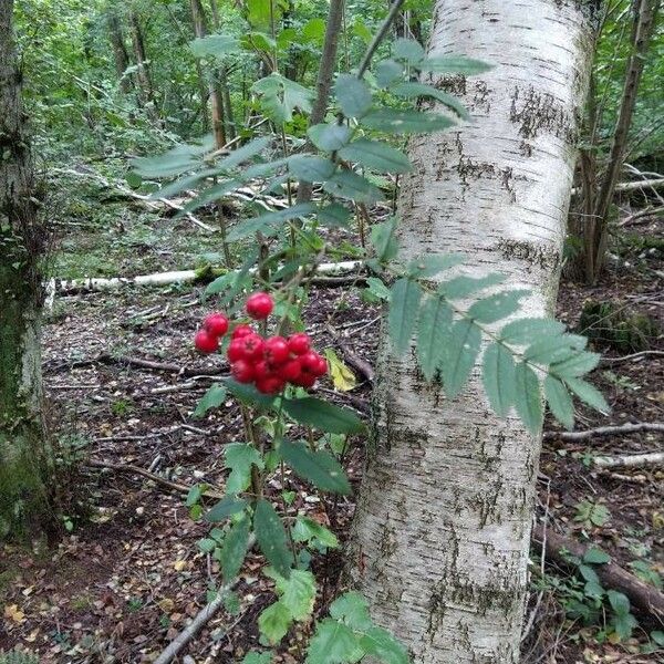 Sorbus aucuparia Frukto