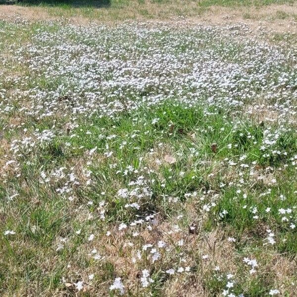 Claytonia virginica عادت داشتن