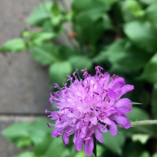 Knautia dipsacifolia Kwiat