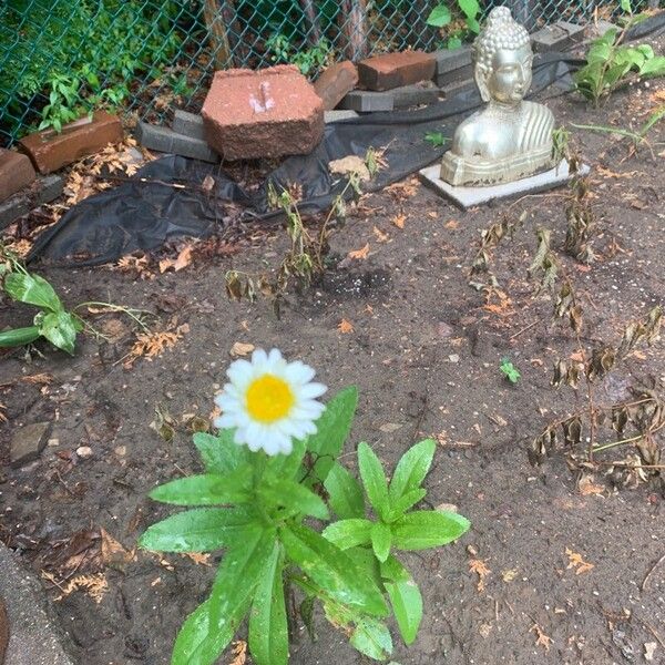 Leucanthemum maximum പുഷ്പം