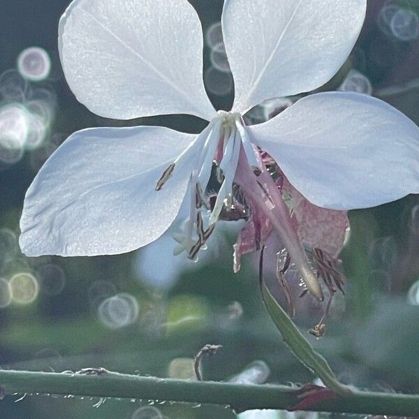 Oenothera gaura Flower