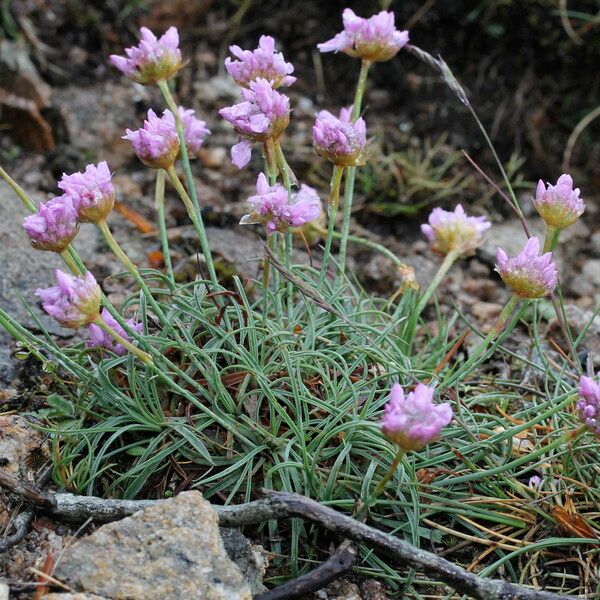 Armeria malinvaudii Habit