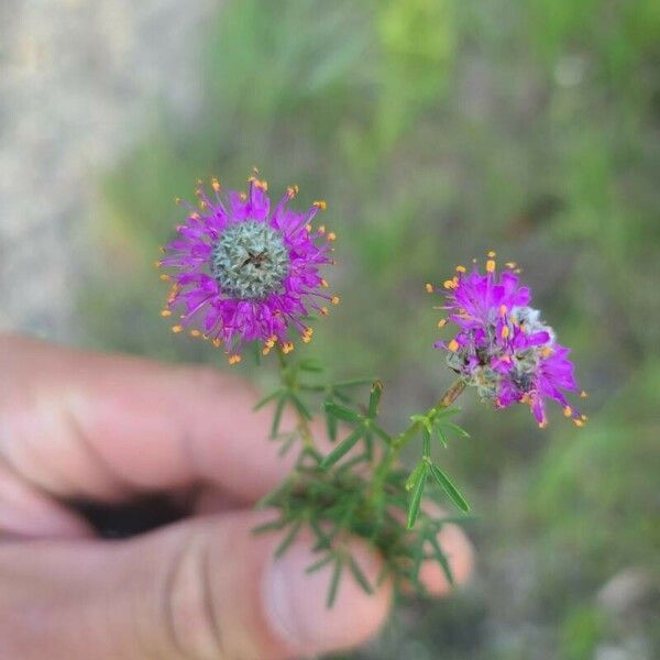 Dalea purpurea Flower