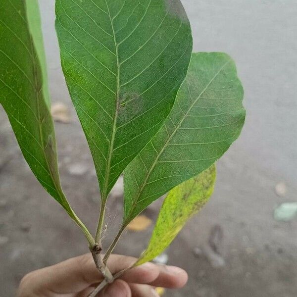 Madhuca longifolia 葉