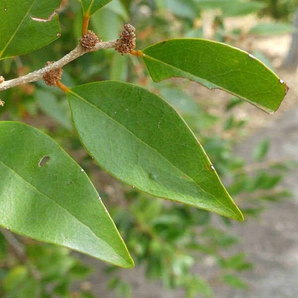 Securinega durissima Leaf